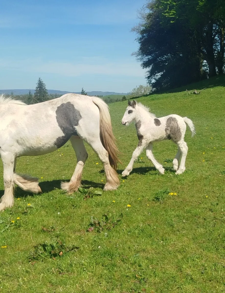 Piebald colt foal - Image 4