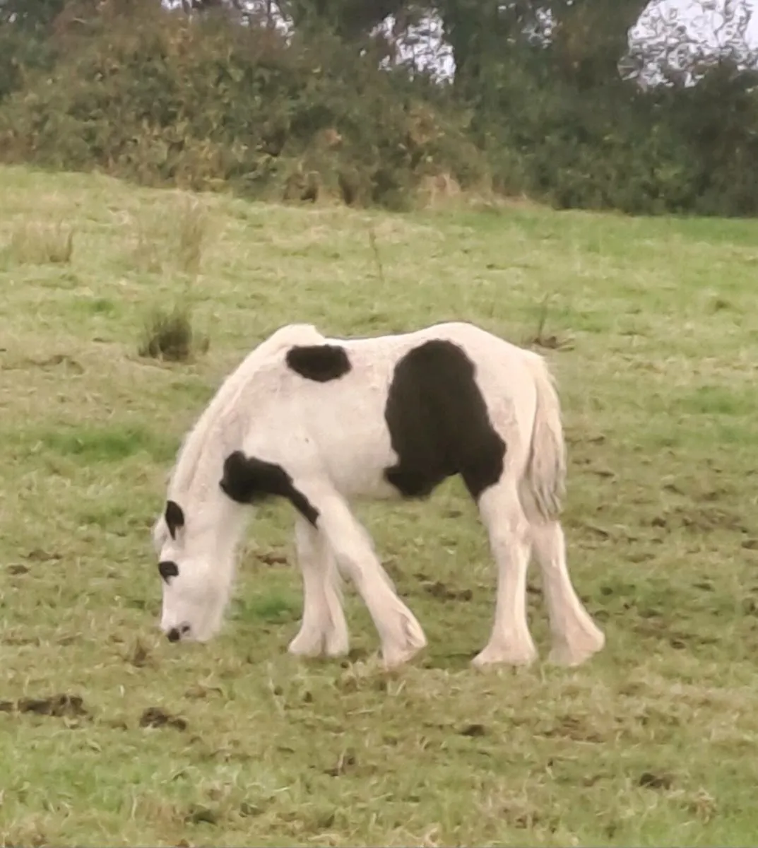 Piebald colt foal - Image 1