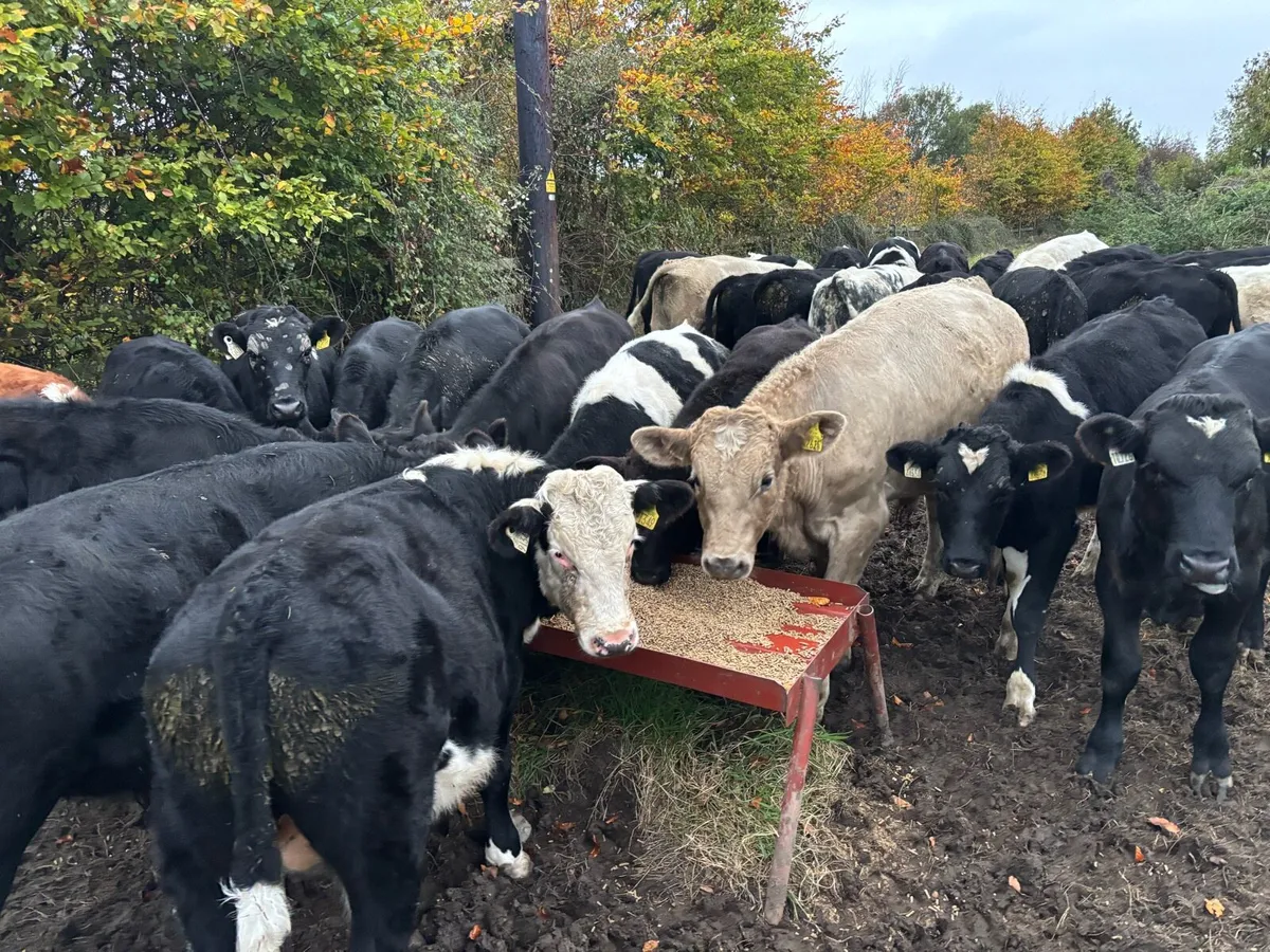 Bull weanlings - Image 1