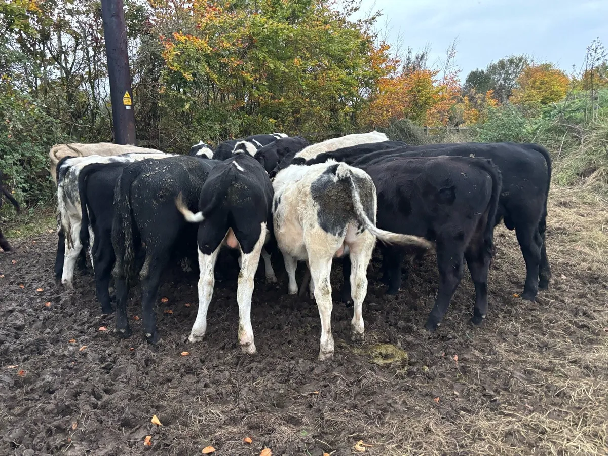 Bull weanlings - Image 2