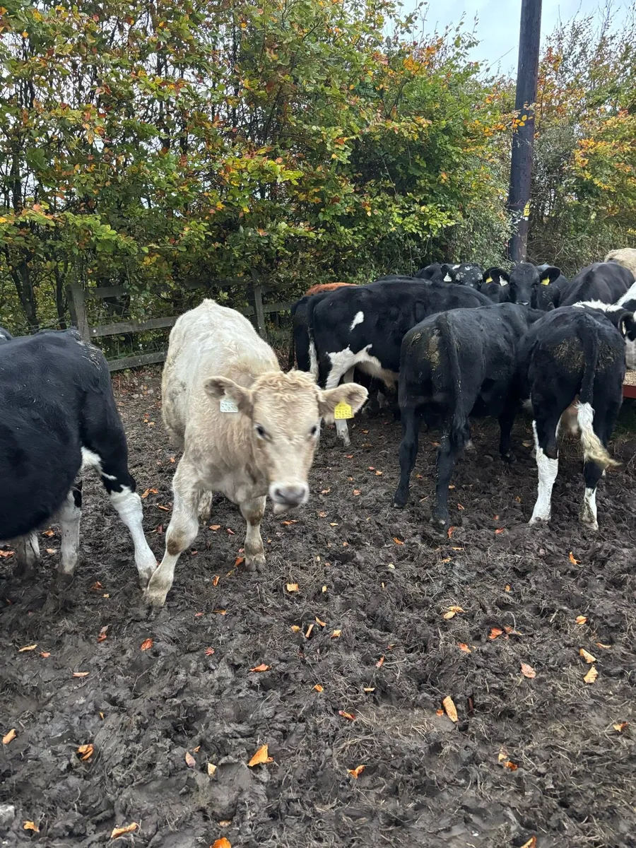 Bull weanlings - Image 3