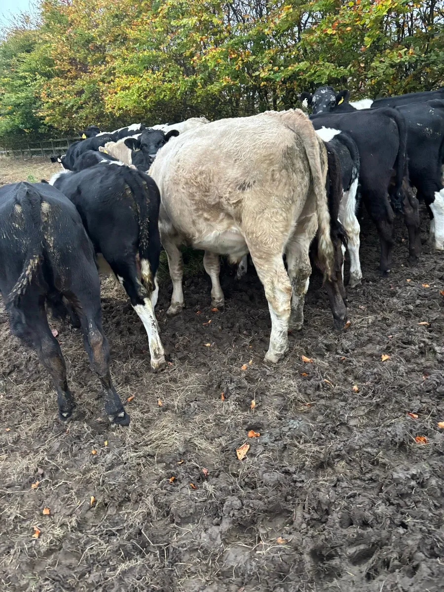 Bull weanlings - Image 4