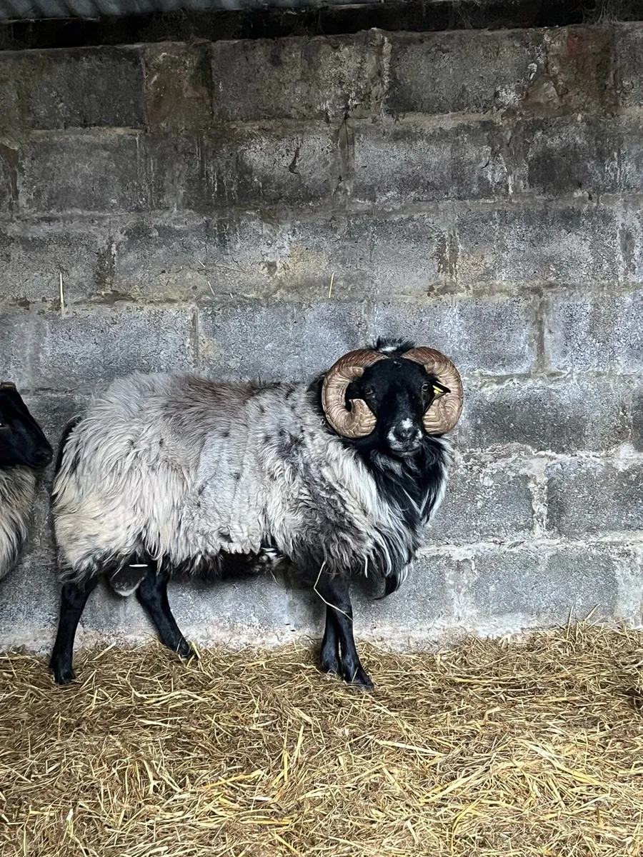 Blackface Aged Ram - Image 1