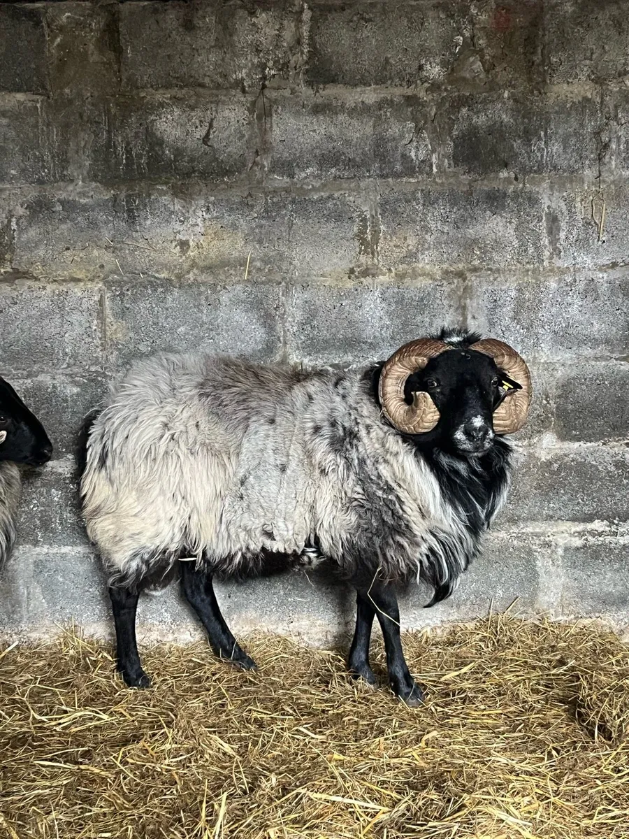 Blackface Aged Ram - Image 2