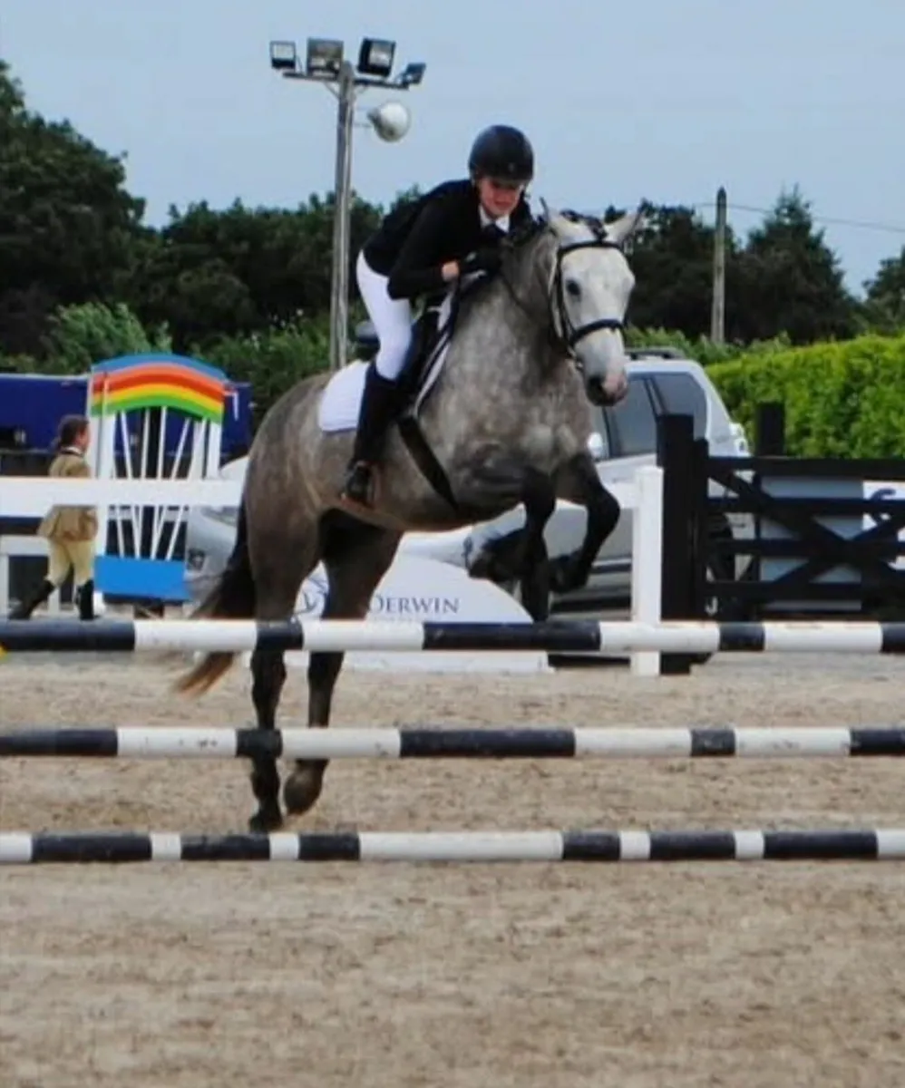 148cm/14.2  Connemara gelding - Image 2
