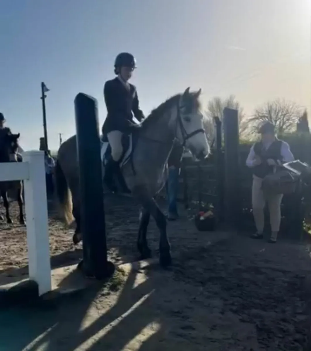 148cm/14.2  Connemara gelding - Image 3