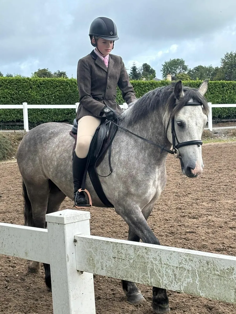 148cm/14.2  Connemara gelding - Image 1
