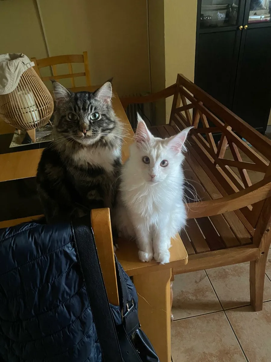 Maine coon & Ragcoon - Image 1