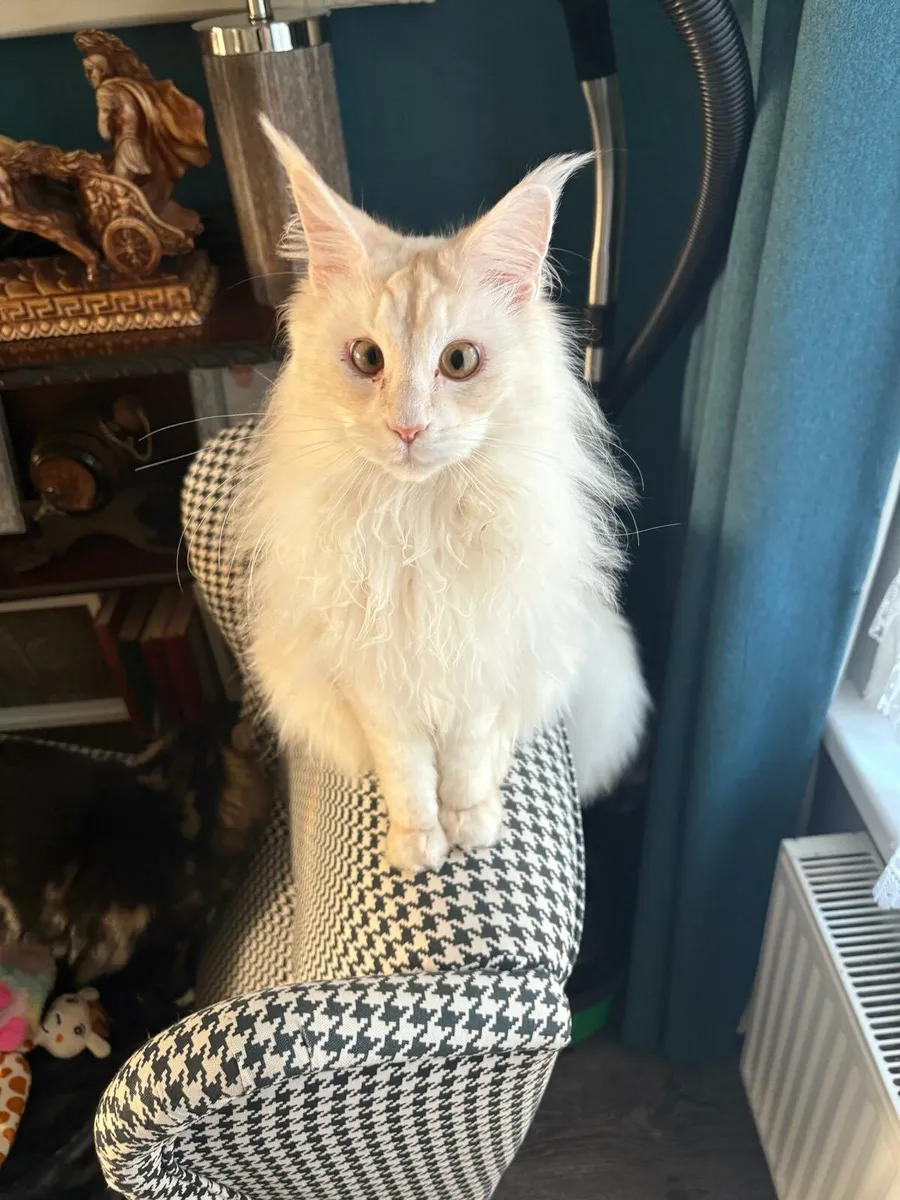 Maine coon & Ragcoon - Image 2
