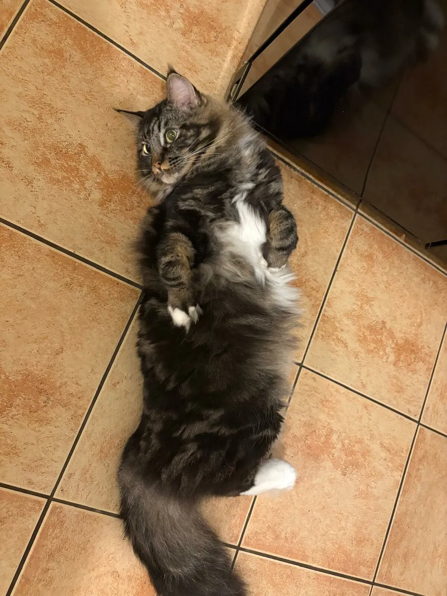 Maine coon & Ragcoon - Image 3