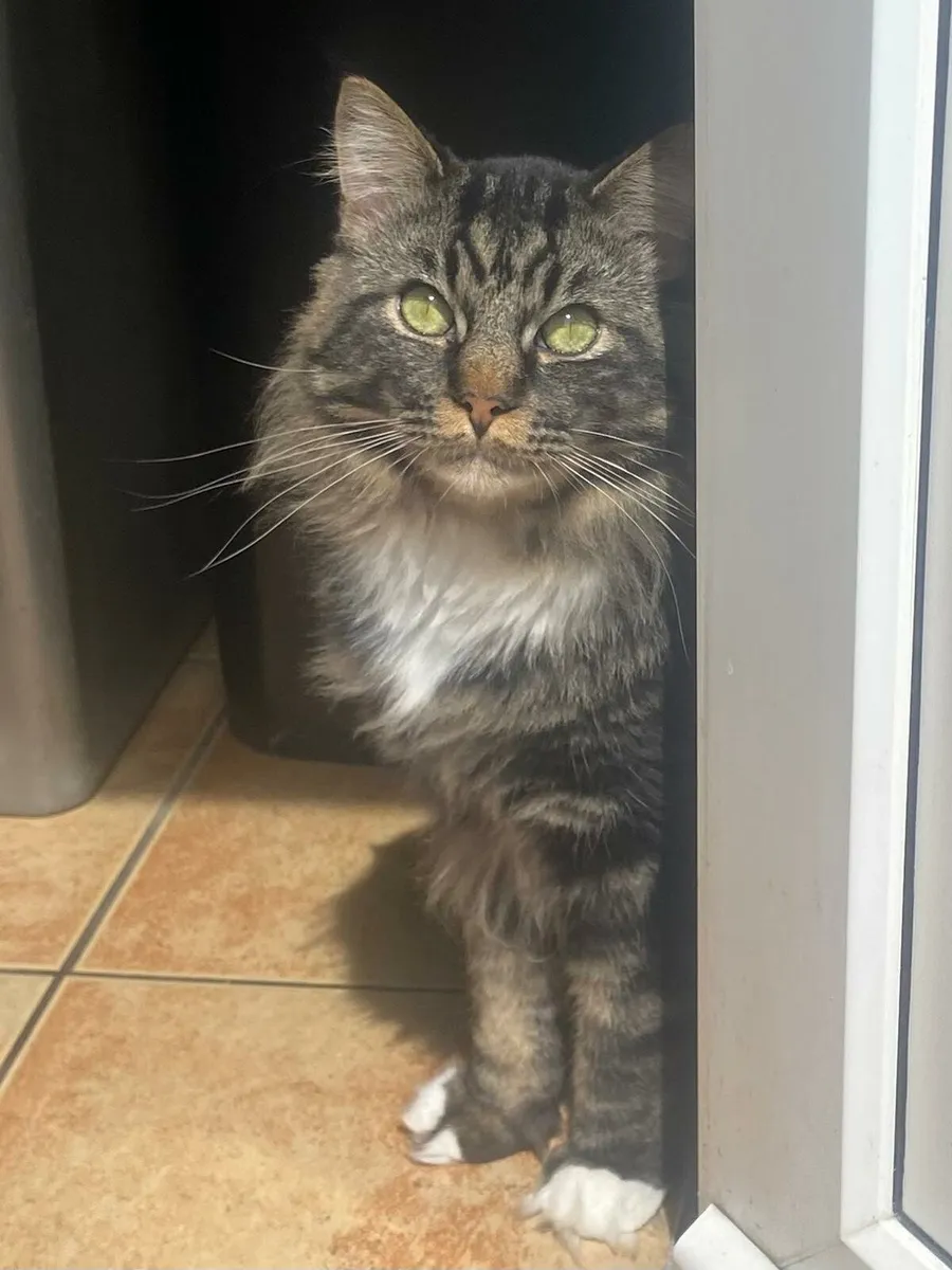Maine coon & Ragcoon - Image 4