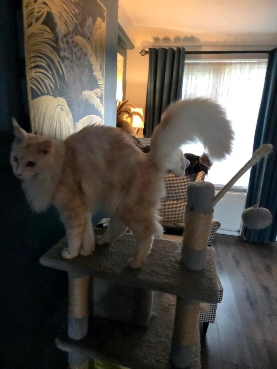 Maine coon - Image 2
