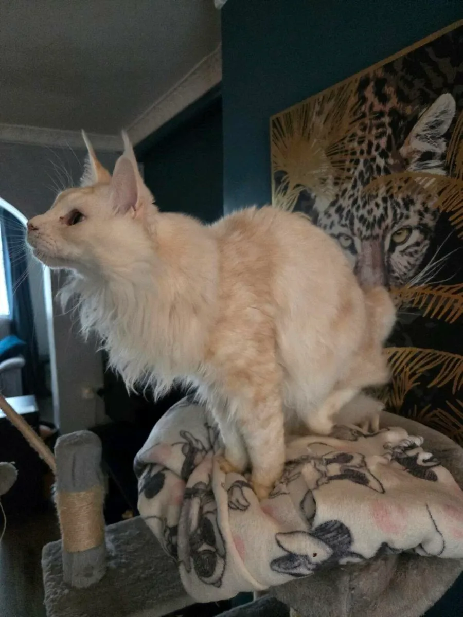 Maine coon - Image 3