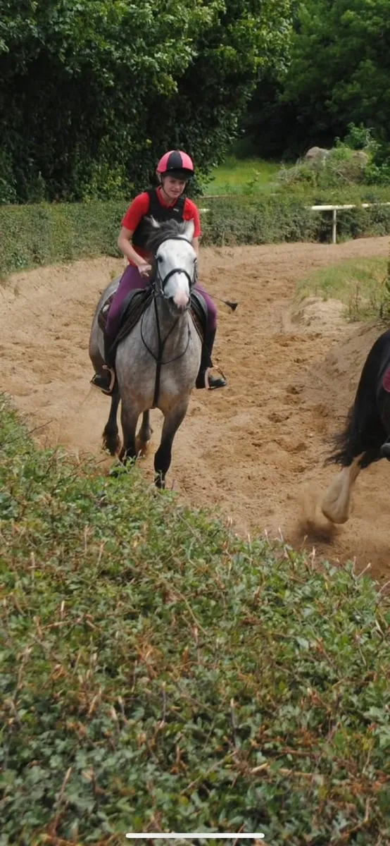 148cm/14.2  Connemara gelding - Image 4