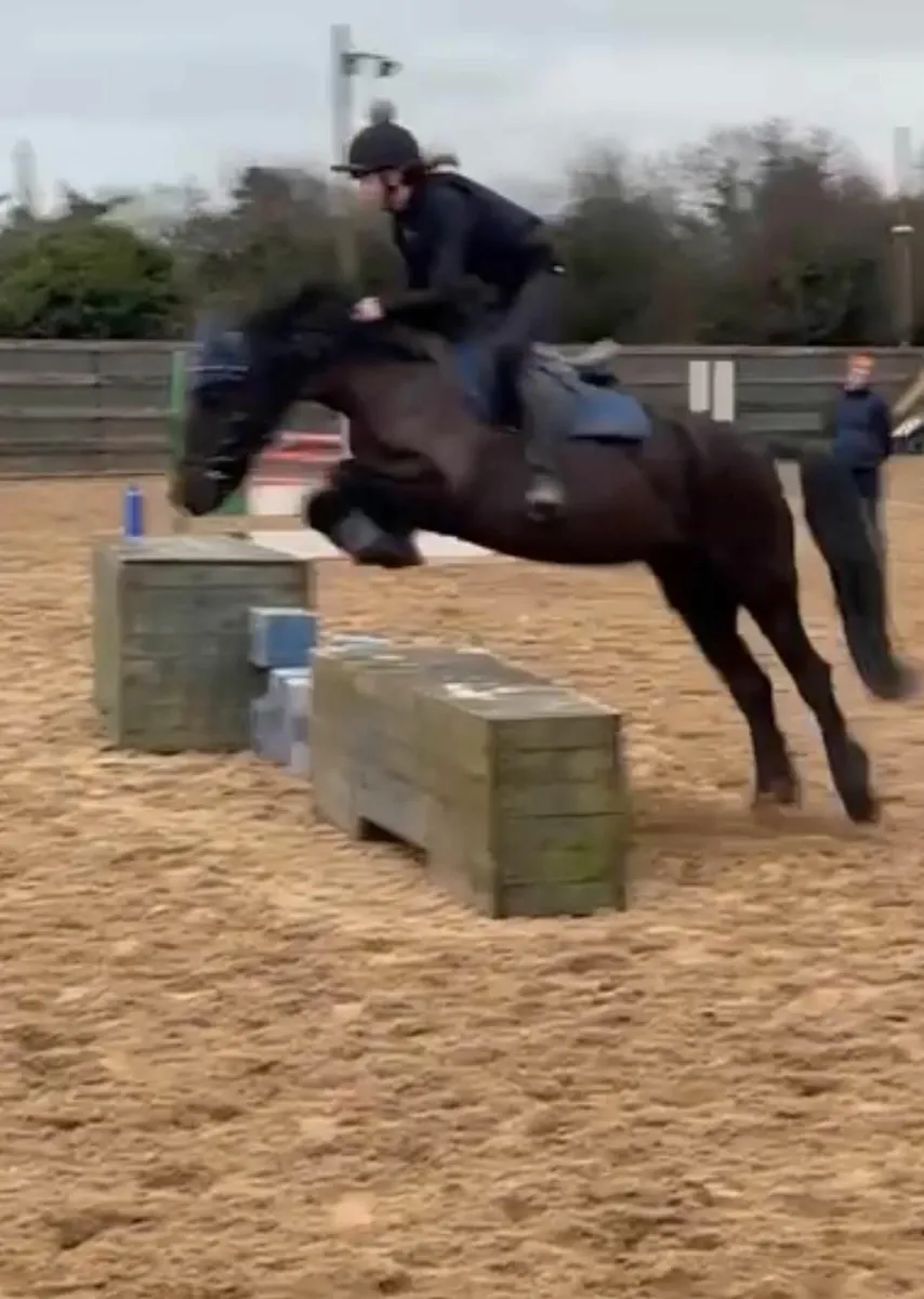 Pony for sale - Image 1