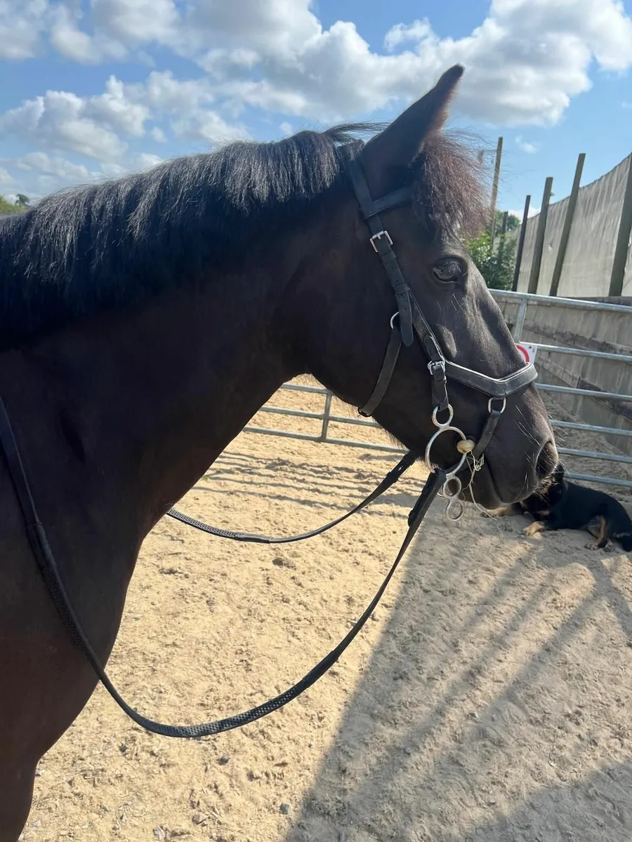 Pony for sale - Image 2