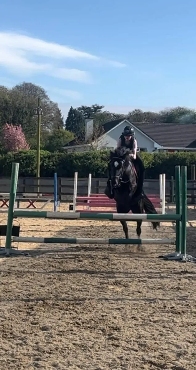 Pony for sale - Image 3