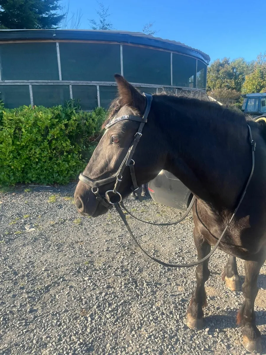 Pony for sale - Image 4