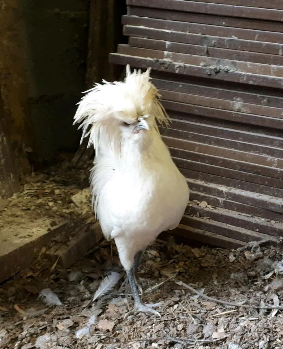 Polish Bantams - Image 3