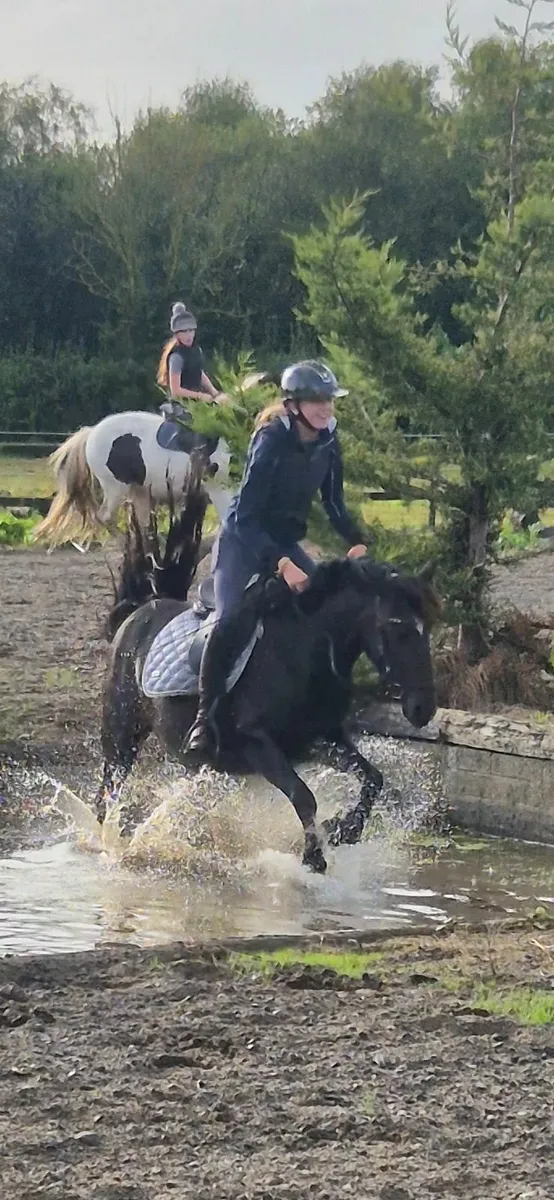 Pony for sale - Image 3