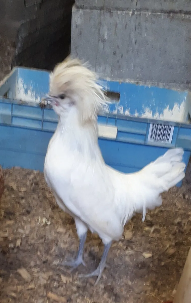 Polish Bantams - Image 4