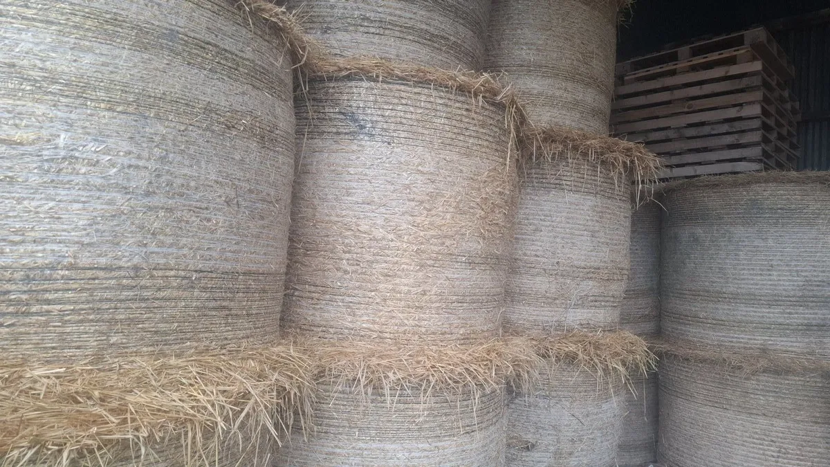 Spring Barley straw - Image 2