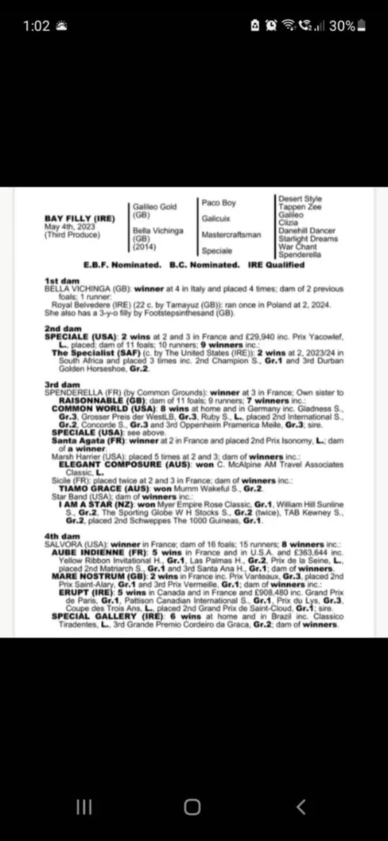THOROUGHBRED FILLY FOR SALE - Image 3