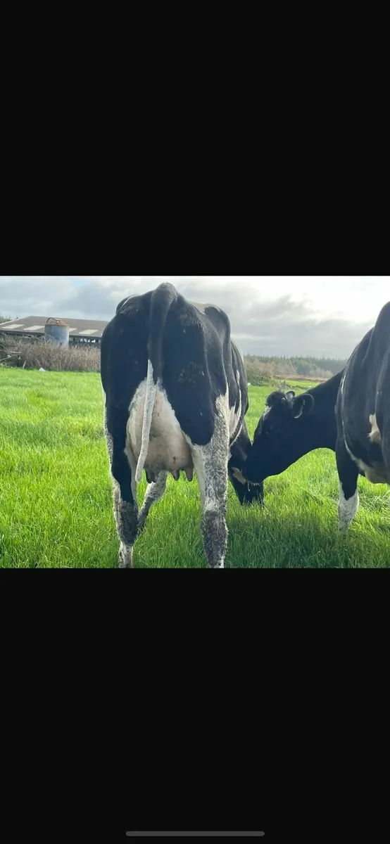 FRESHLY CALVED DAIRY  LISTOWEL MART WED 22 OCT - Image 1