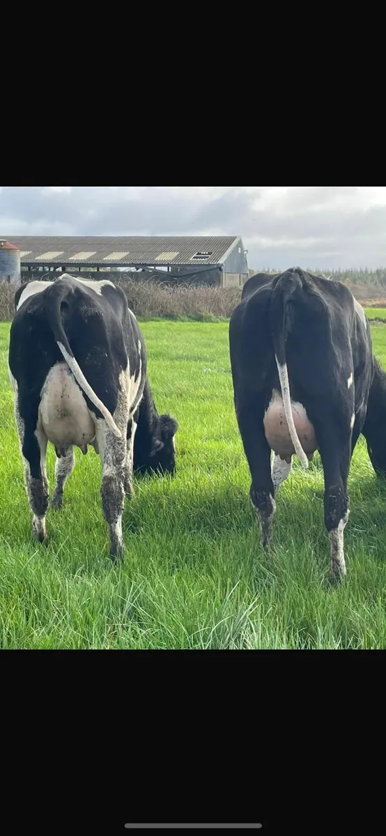 FRESHLY CALVED DAIRY  LISTOWEL MART WED 22 OCT - Image 2