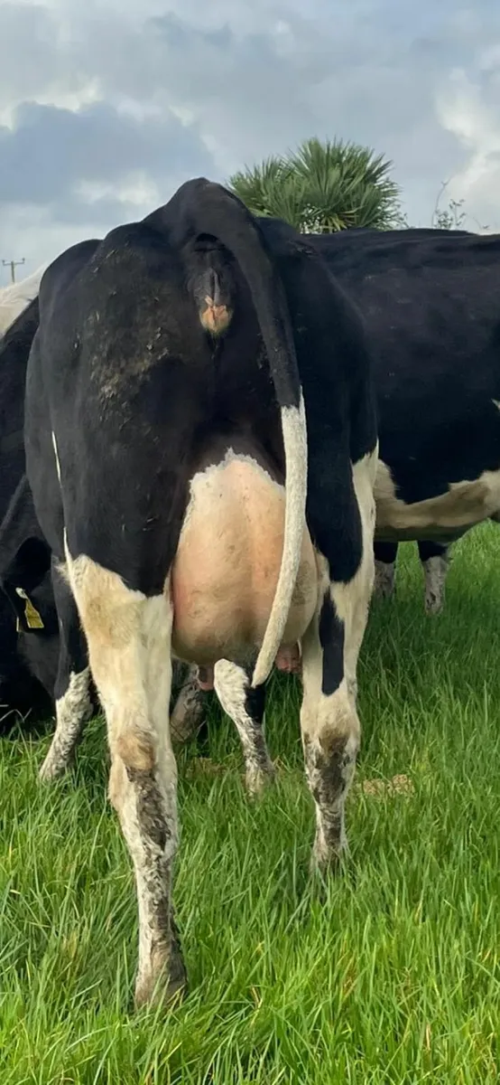 FRESHLY CALVED DAIRY  LISTOWEL MART WED 22 OCT - Image 3