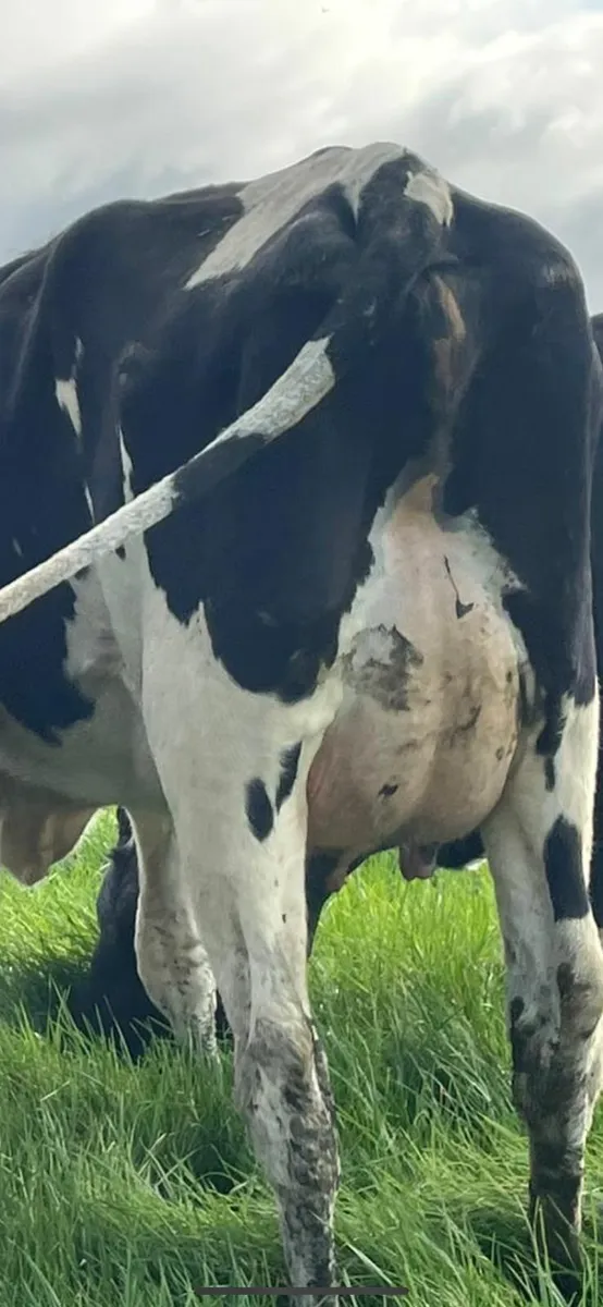 FRESHLY CALVED DAIRY  LISTOWEL MART WED 22 OCT - Image 4