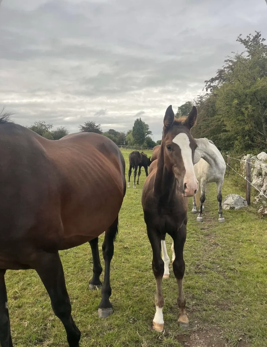 Aganix Du Seigneur X Kannan colt foal - Image 1