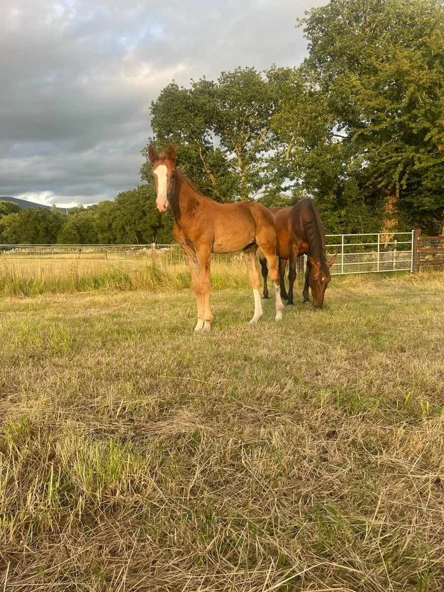 Aganix Du Seigneur X Kannan colt foal - Image 2