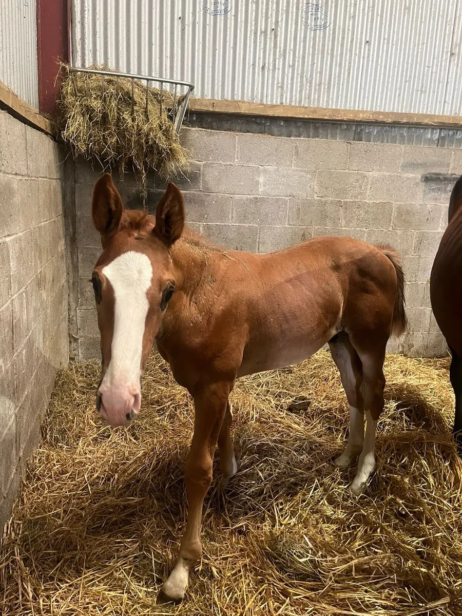 Aganix Du Seigneur X Kannan colt foal - Image 3