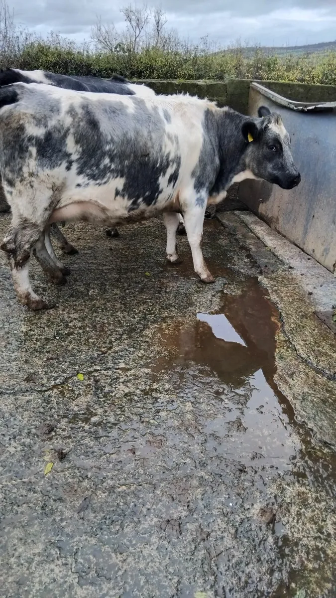 2 in calf belguim blue heifers - Image 4
