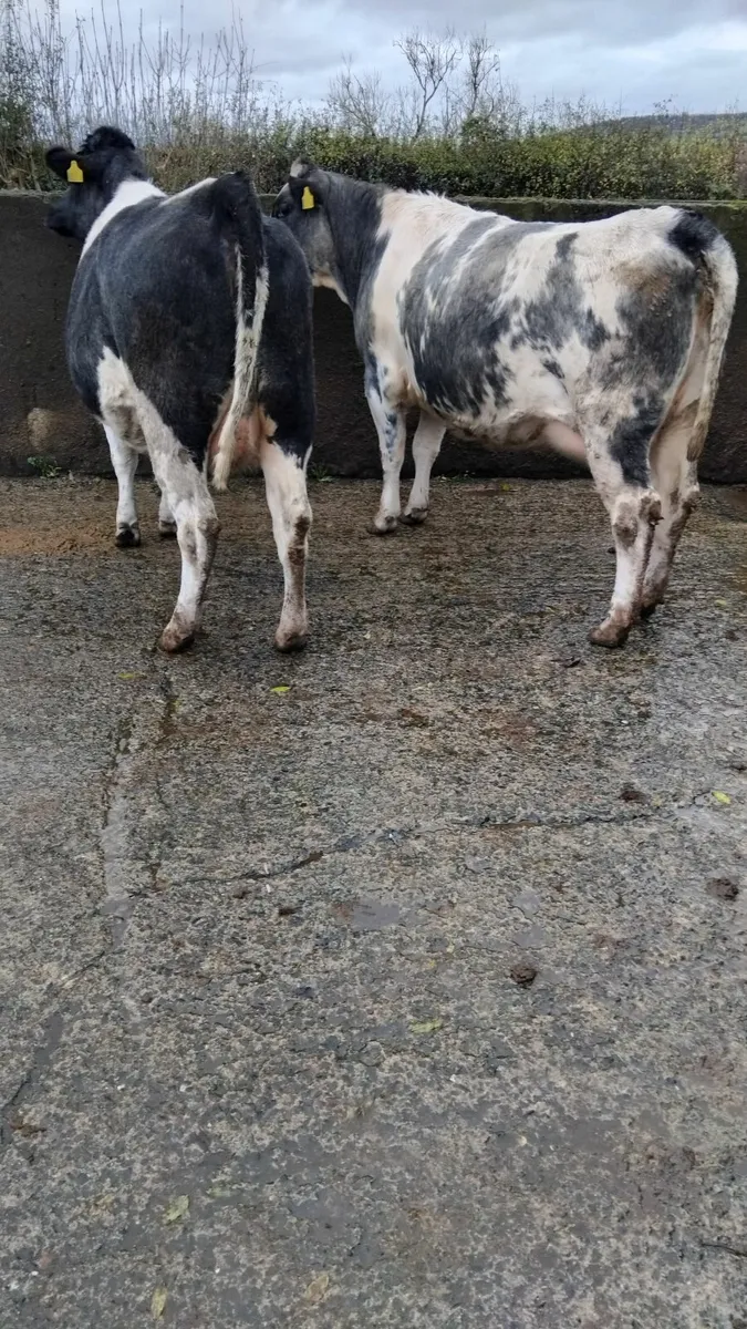 2 in calf belguim blue heifers - Image 2