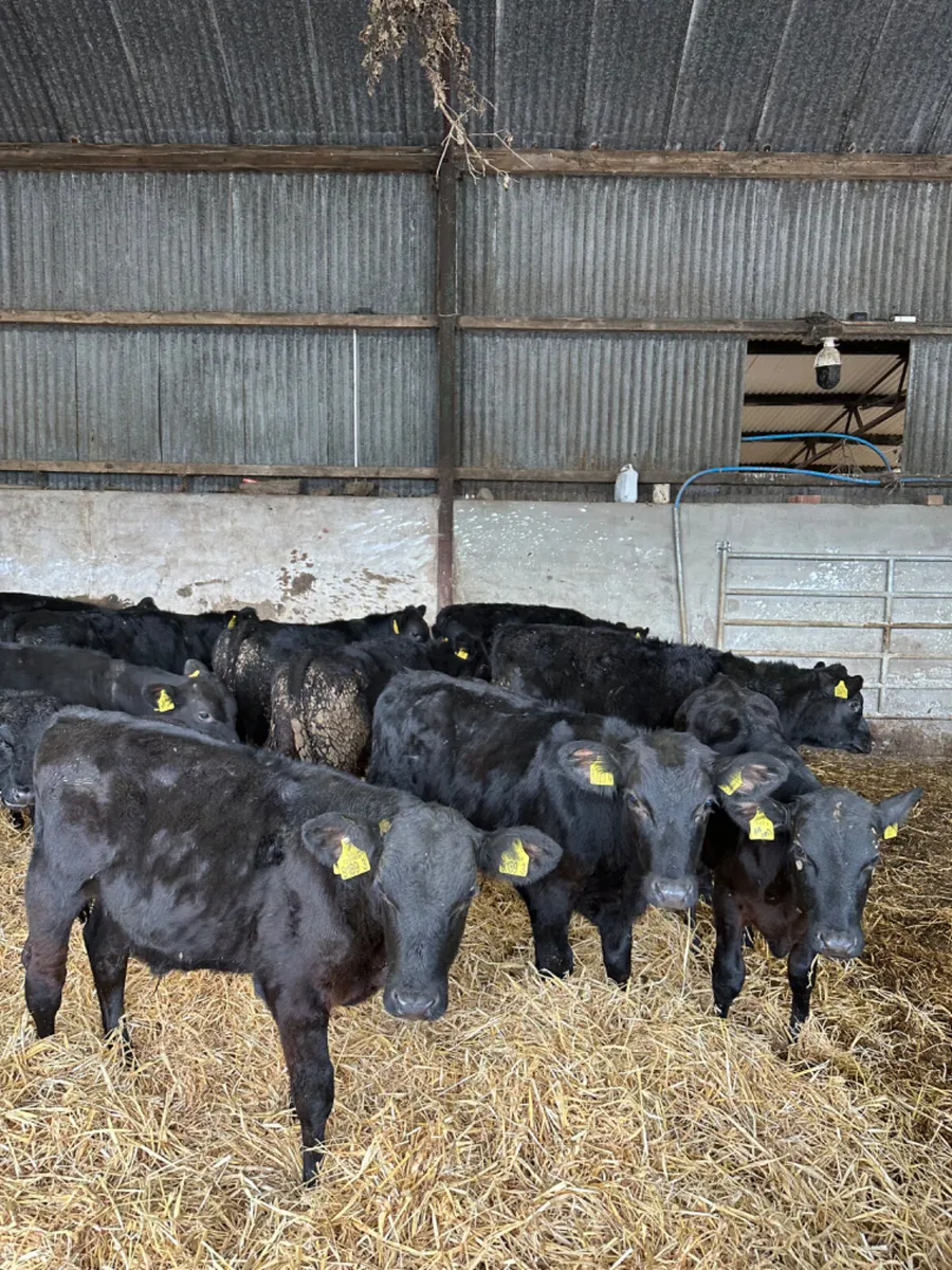 Angus bulls - Image 2