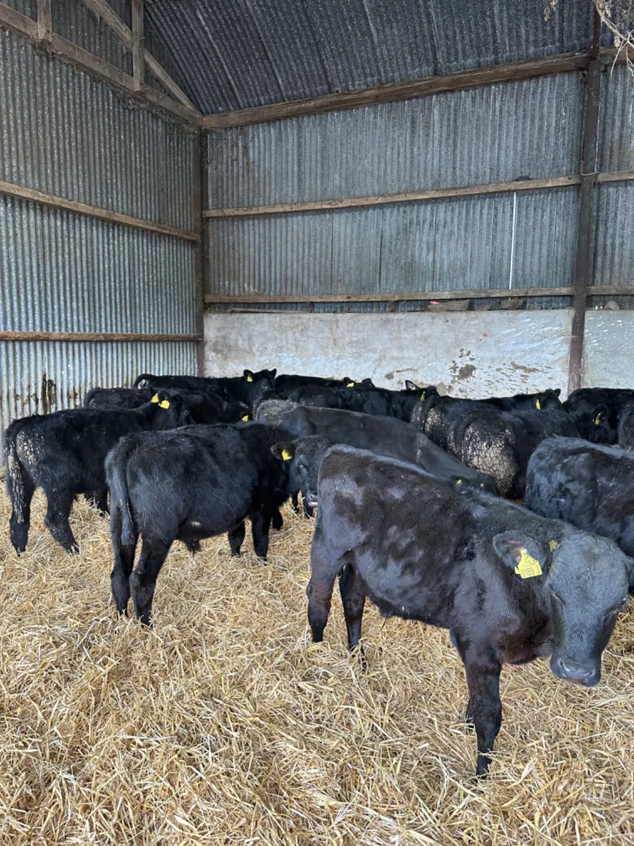 Angus bulls - Image 3