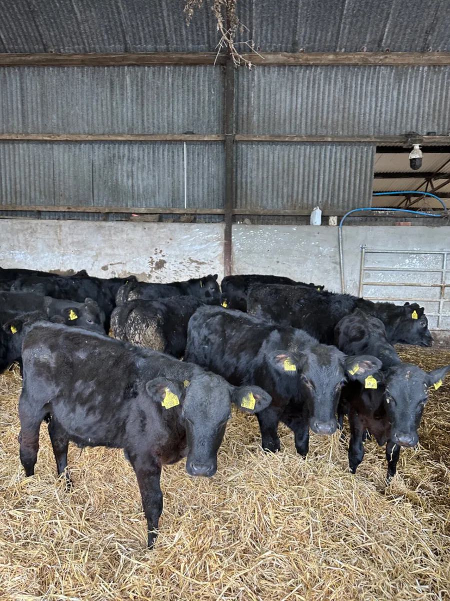 Angus bulls - Image 1