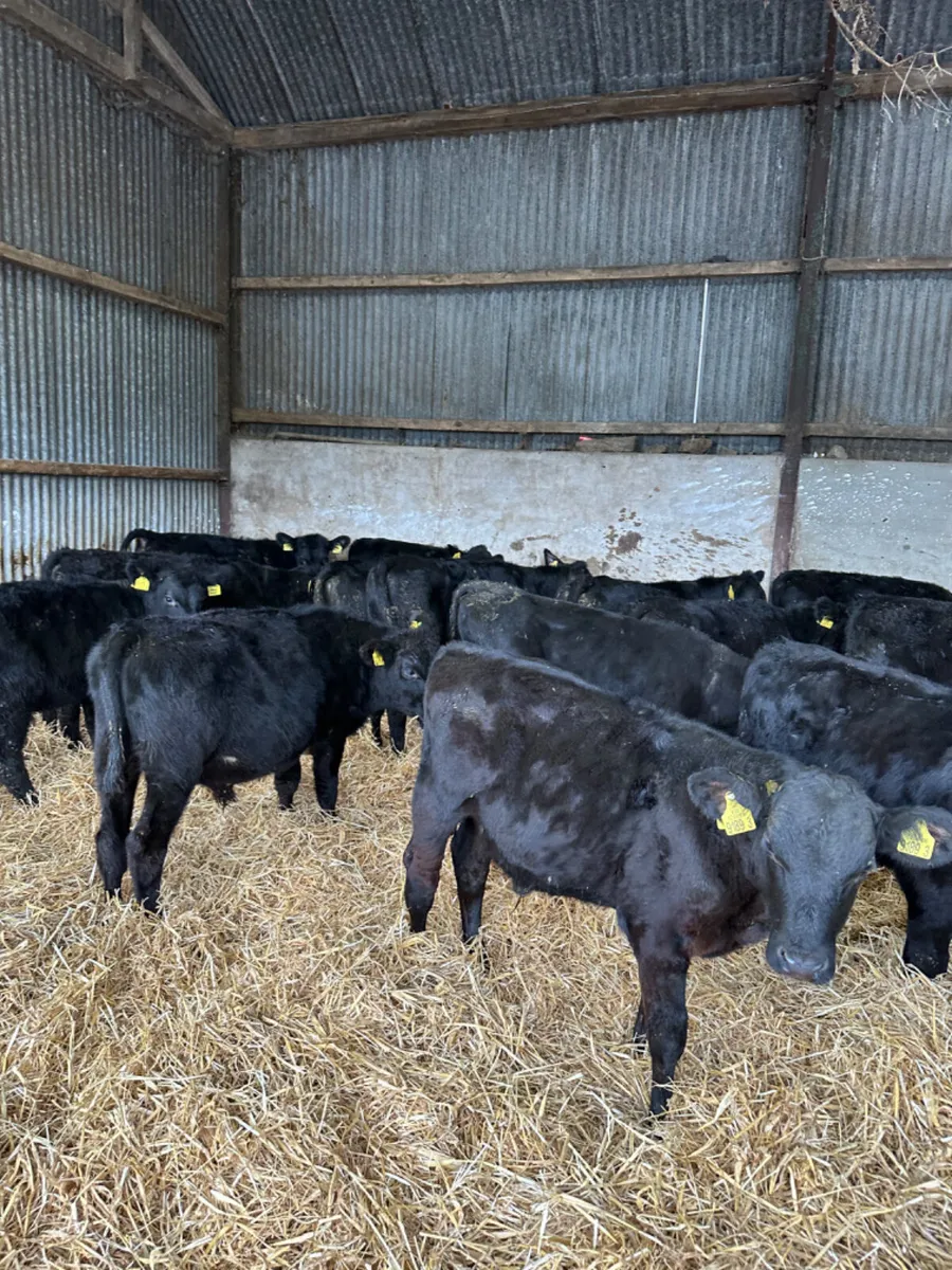 Angus bulls - Image 4