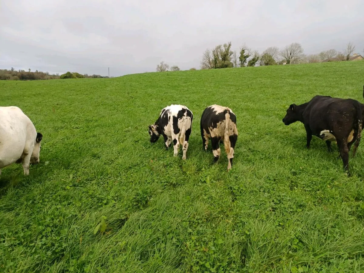 organic weanlings - Image 1