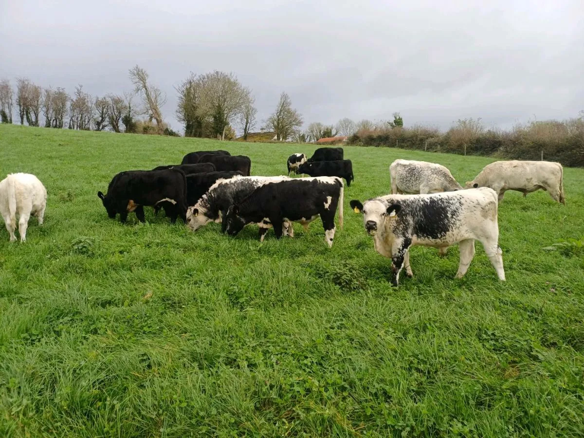 organic weanlings - Image 2