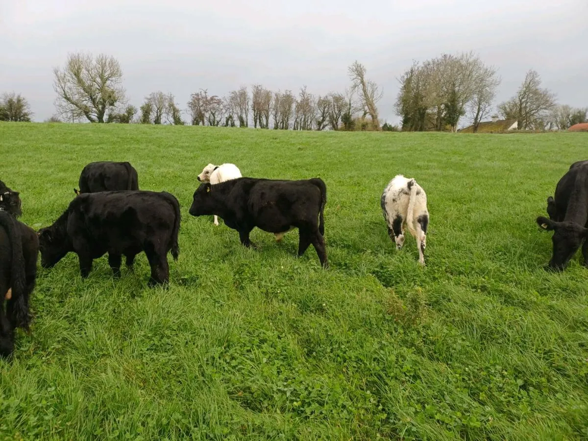 organic weanlings - Image 4