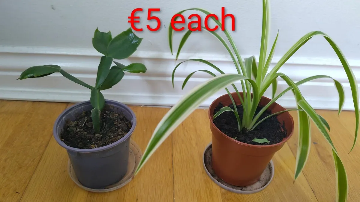 House plants - Image 1