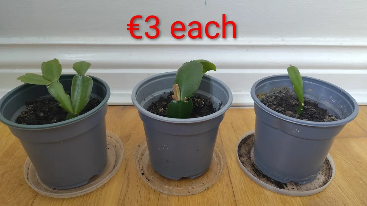 House plants - Image 2