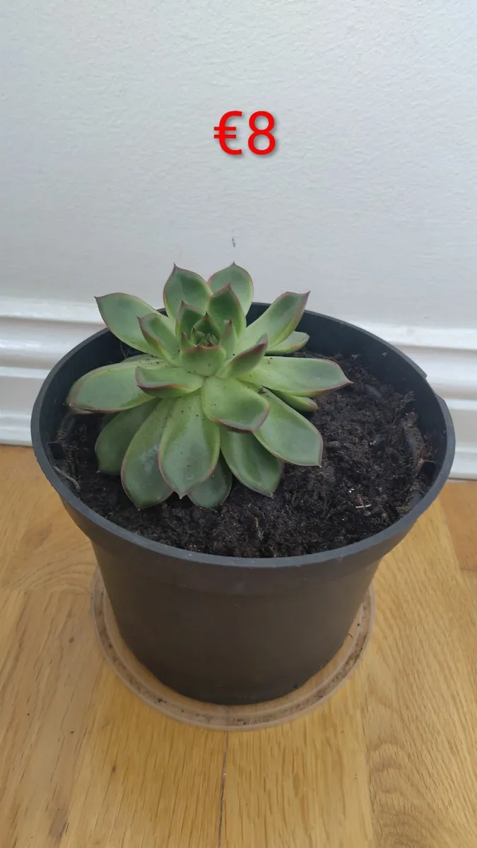 House plants - Image 3