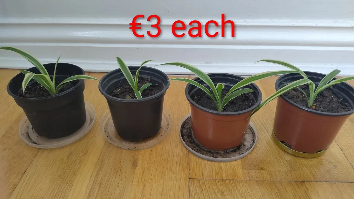 House plants - Image 4