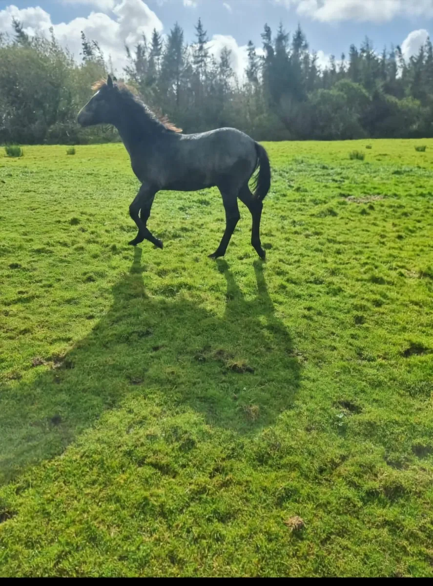 Connemara Filly Foal - Image 1