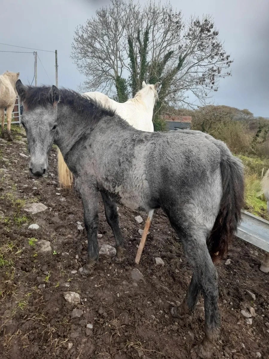 Connemara Filly Foal - Image 2