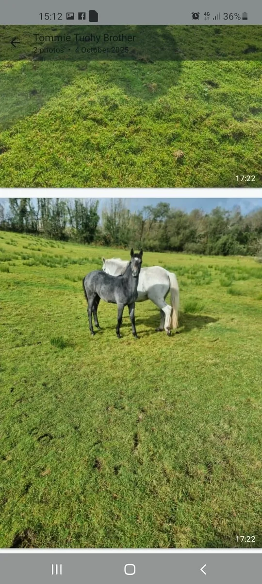 Connemara Filly Foal - Image 3